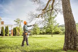 How Our Tree Care Process Works  in  Payson, UT